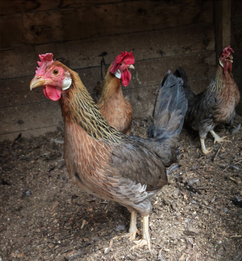 3 x Brown Leghorn laying hens bantams