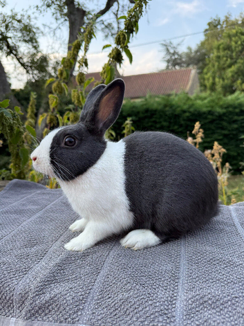 Blue Purebred Dutch and Black Dutch x needing new homes