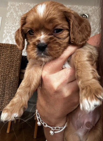 One Ruby cavalier boy puppy left health tested