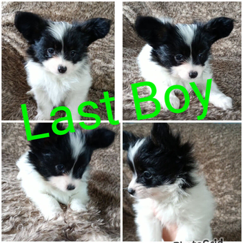 Papillion puppies