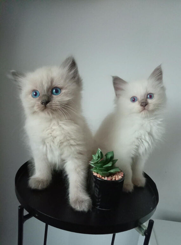 Beautiful  ragdoll kittens due in June / waiting list open