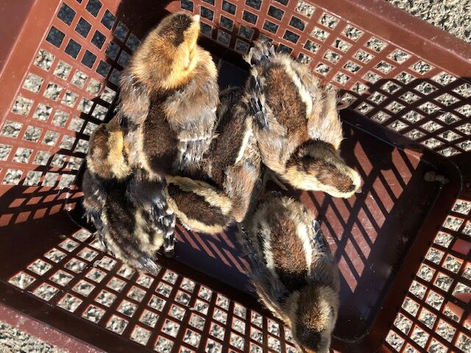 CREAM LEGBAR CHICKS FOR SALE