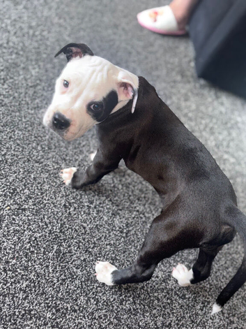 Gorgeous puppy