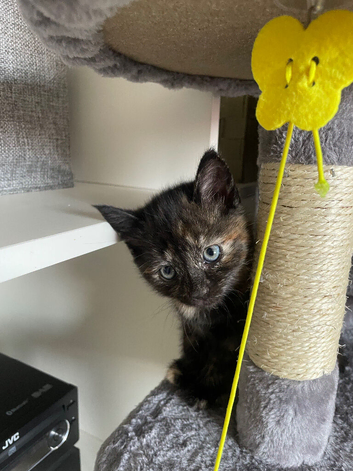 Ready in 2ish weeks female kitten last one available in a litter of 4
