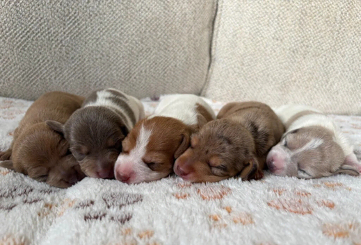 Beautiful miniature dachshund pups READY IN 2 WEEKS
