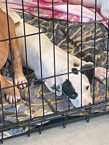 Staffy mix