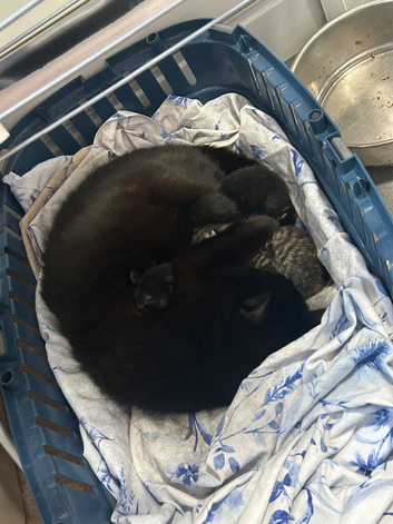 3 female kittens for sale