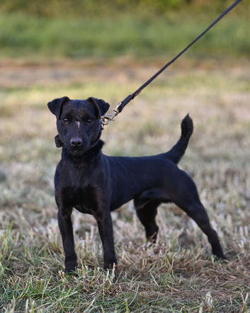 Patterdale for stud