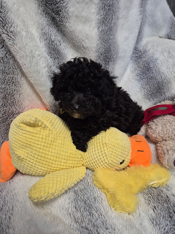 Poochon puppys