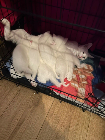 Kitten looking for his forever home