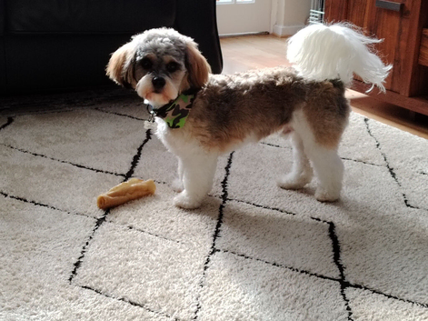 Tri colour cavachon