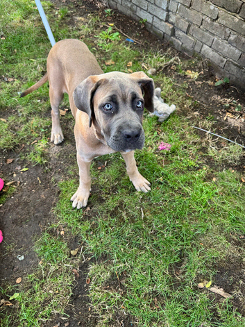 Cane corso