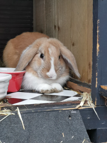 Baby rabbit for sale