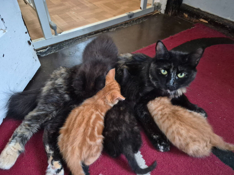 Kittens for sale