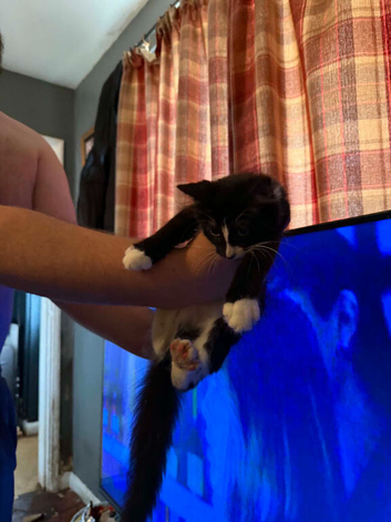 Black and white cat