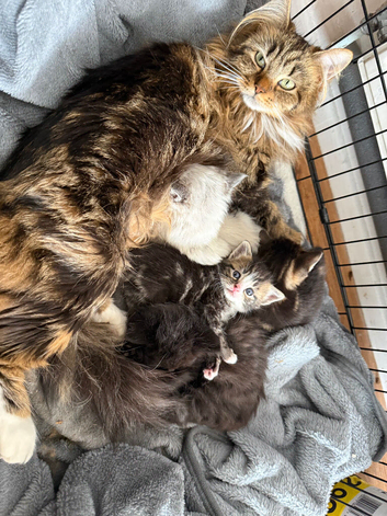 Kittens ready for their forever home