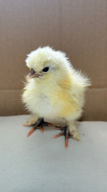 Adorable silkie , Serama & pekin bantam chicks