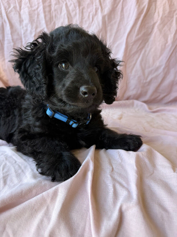 Beautiful Cockapoo Pup