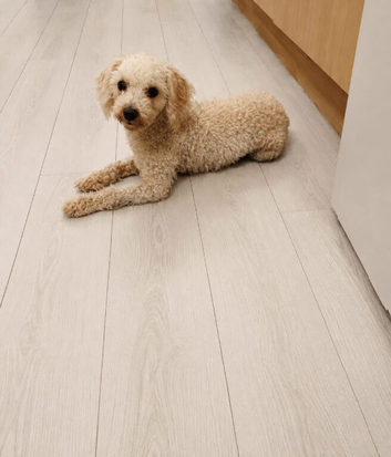 Toy maltipoo female