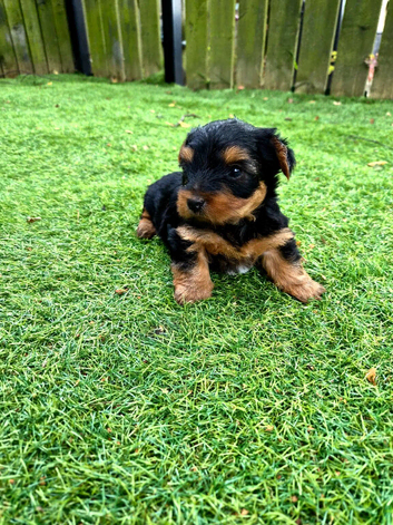 Last male puppy