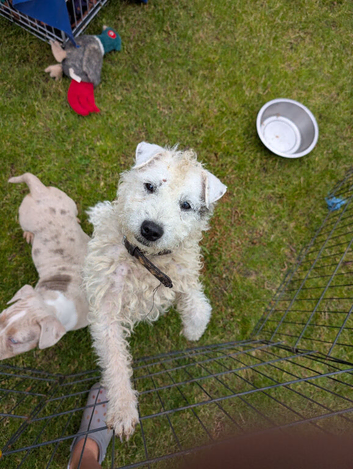 Parson Russell terrier