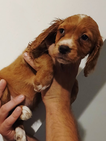 Cocker spaniel puppies