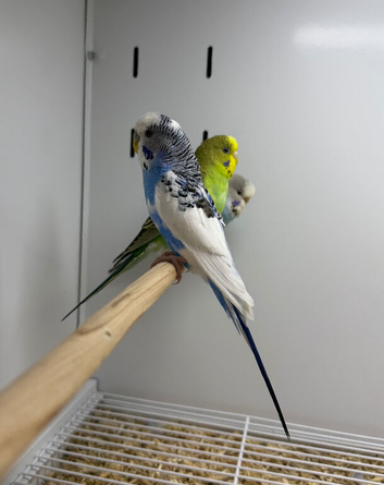 Budgies