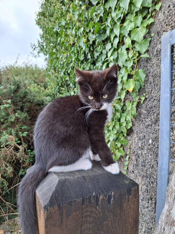Kittens for sale