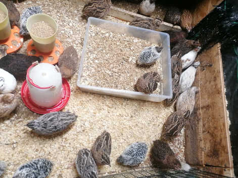 Quail hatching eggs
