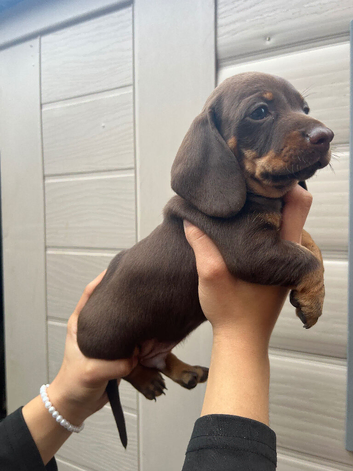 For sale chocolate 7weeks old boy
