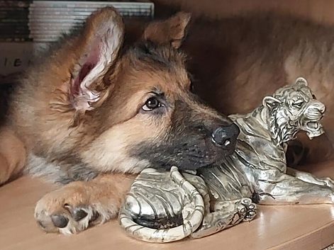 KC Reg, long coated GSDs, Leicestershire