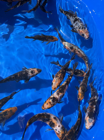 Koi mix 4-6 inch koi 5 for &pound;30