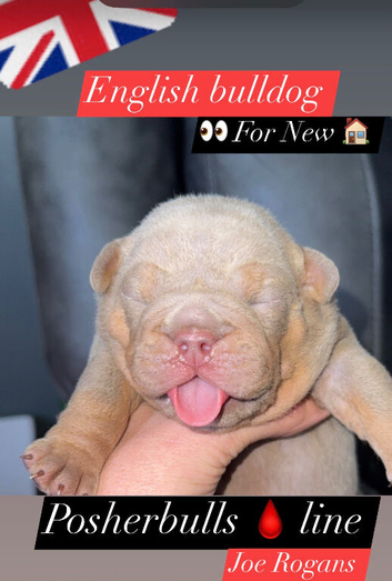 English bulldog puppies