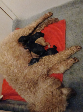 KC reg pure toy poodle black female prcd pra clear