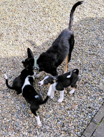 Six Puppies for sale