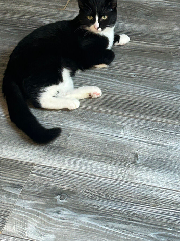 Beautiful black & white female