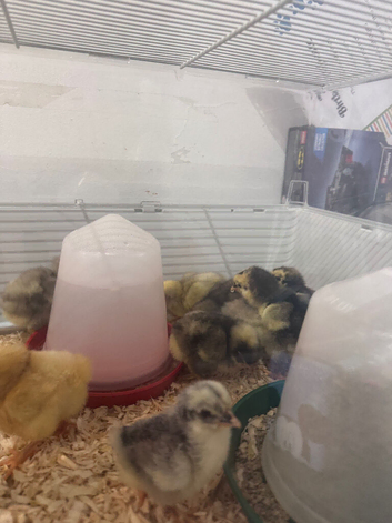 Different purebred Orpington chicks