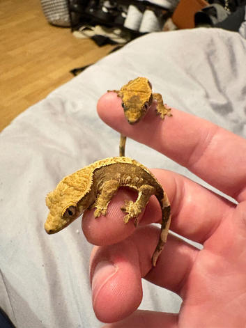 Crested Gecko - offers considered