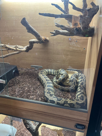 Carpet pythons