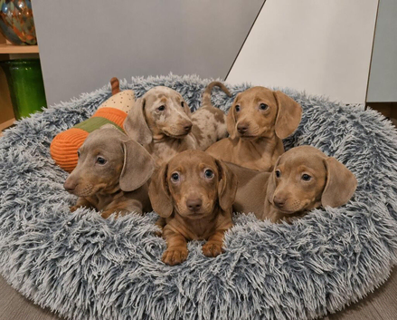 ️Mini Dachshund Pups Fully vaccinated Ready Now️