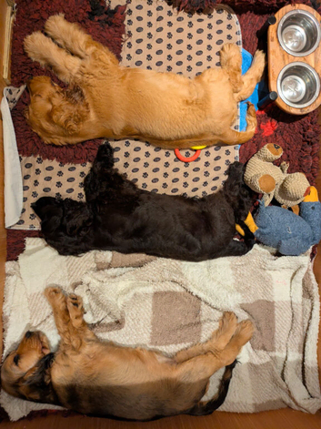 The Three Amigos - Three very special cocker spaniel puppies