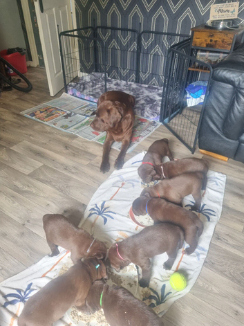 Chocolate labrador puppies
