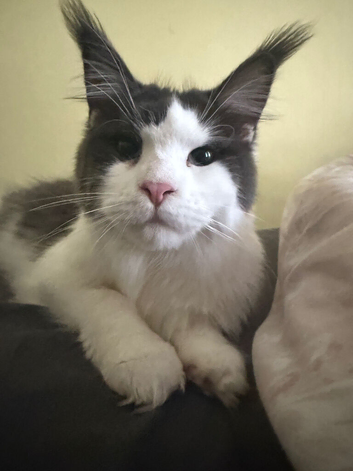 8 month old Maine coon