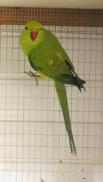8 month old Ringneck