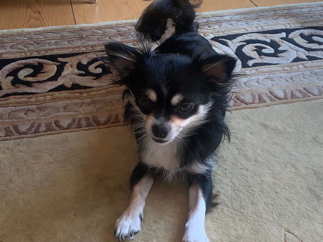 2 girls, one boys tiny chihuahuas