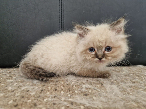 Beautiful Ragdoll Kittens