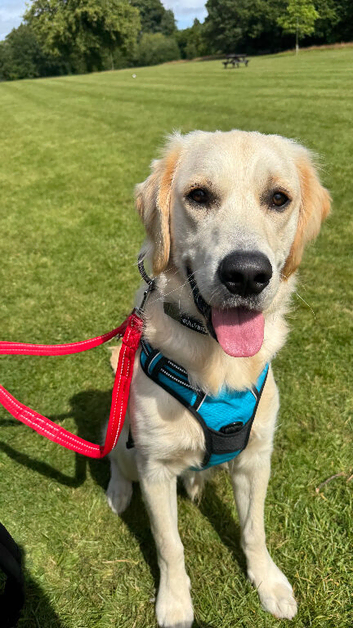 8 month old male golden retriever for rehoming