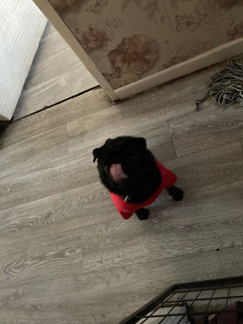 Fluffy pug for stud