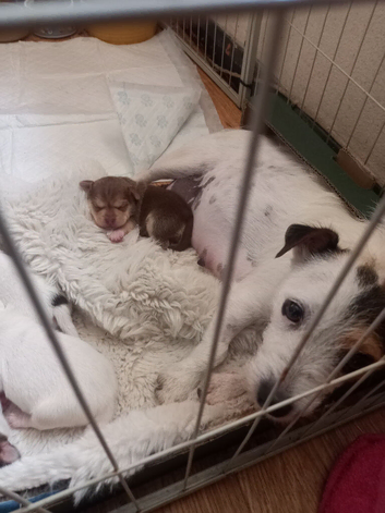 The most beautiful jack Russell x chihuahua