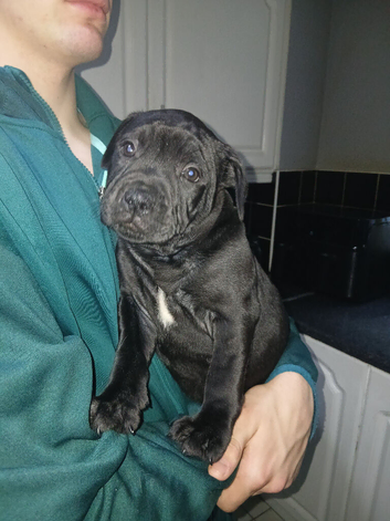 Staffys
